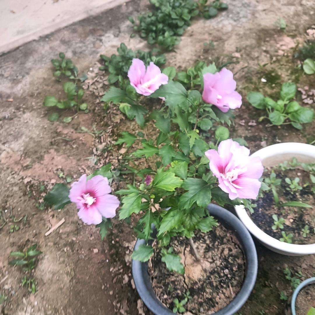 沐恩