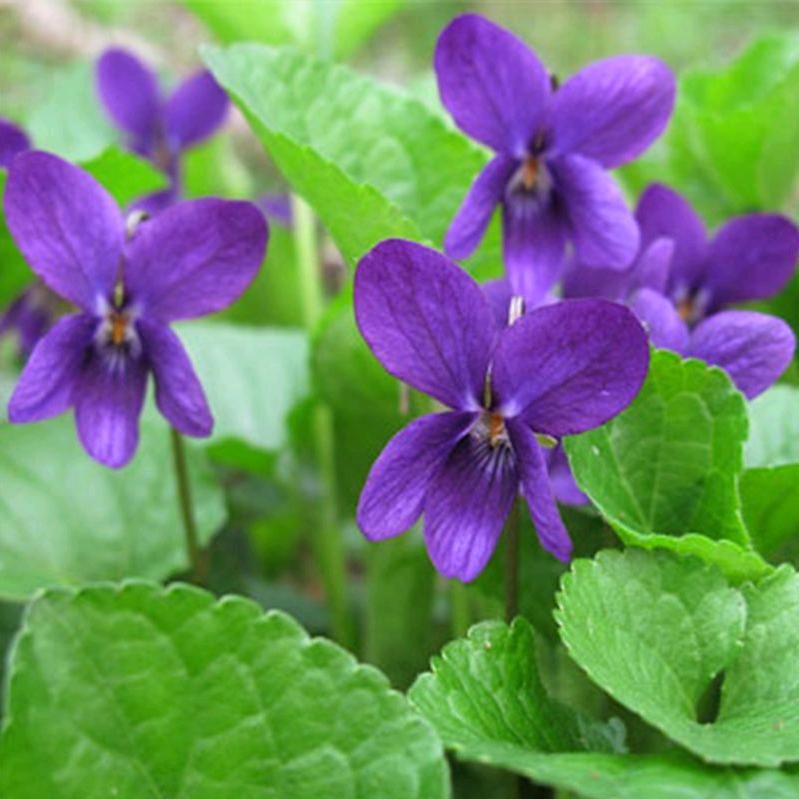 牵牛花