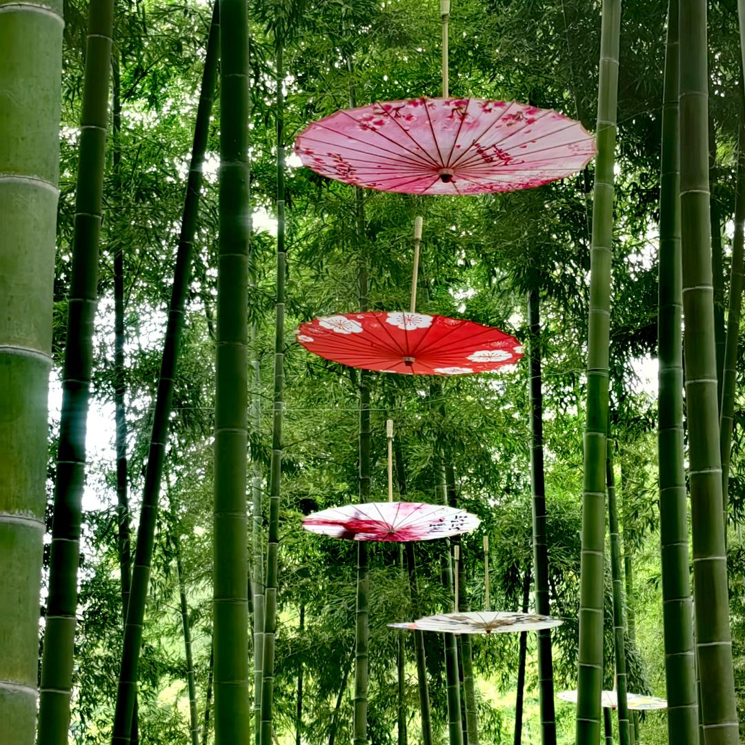 与花独处