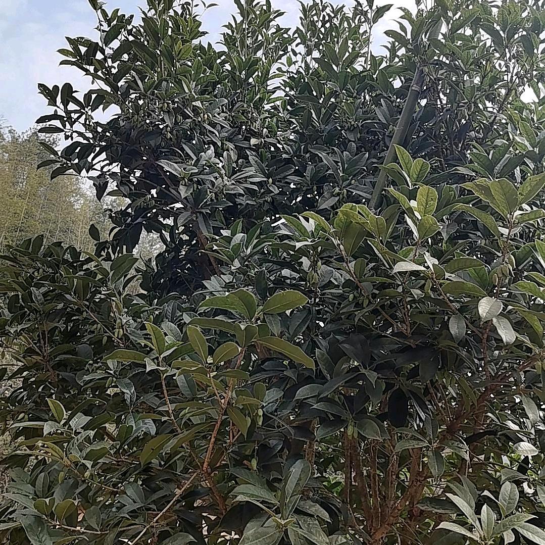 小刘很努力