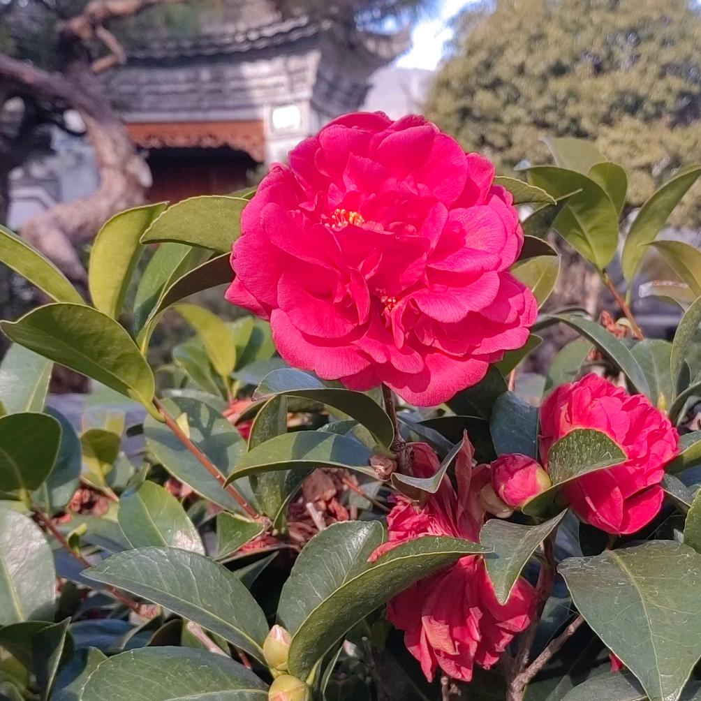 阿凤