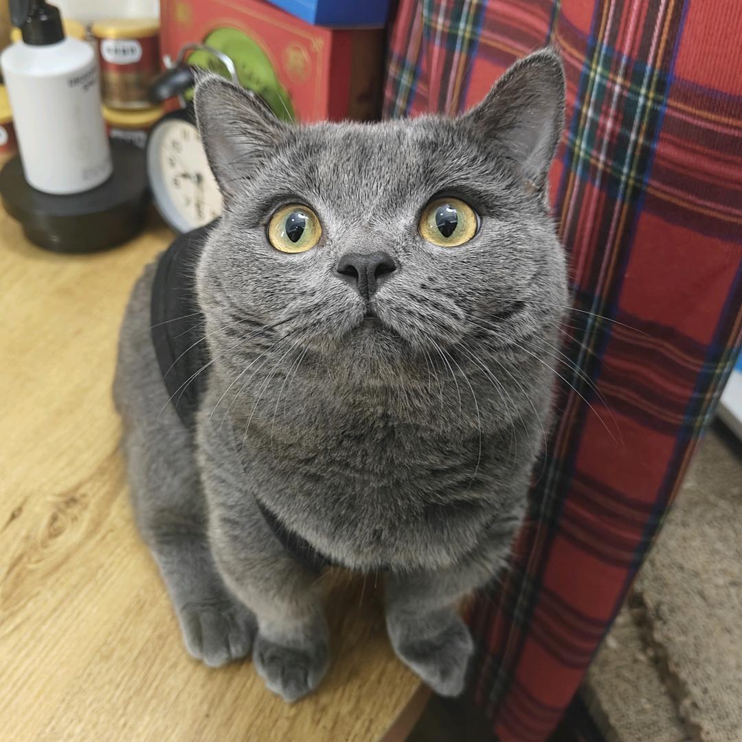 旺旺布蓝猫（1对1帮助）