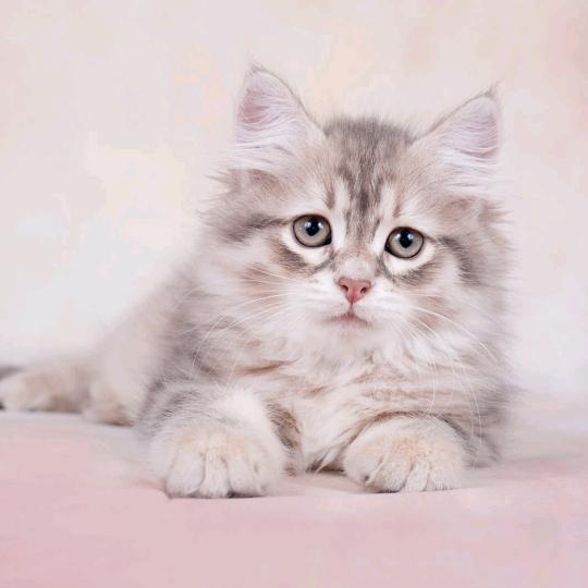 猫小碗（零食版）
