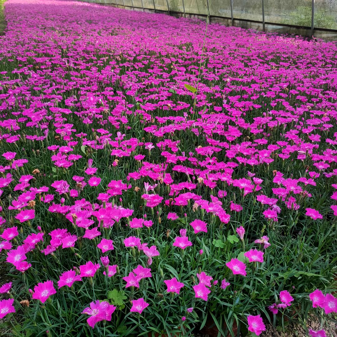 青山坡花卉大世界
