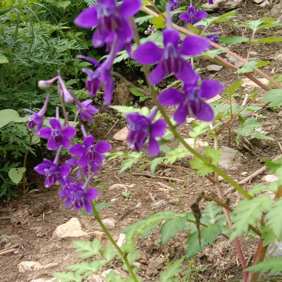 橋上漁翁