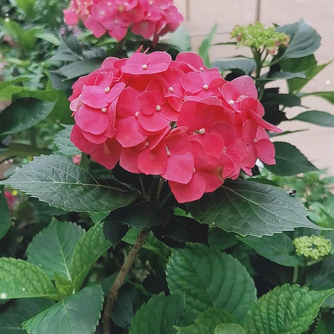 百草