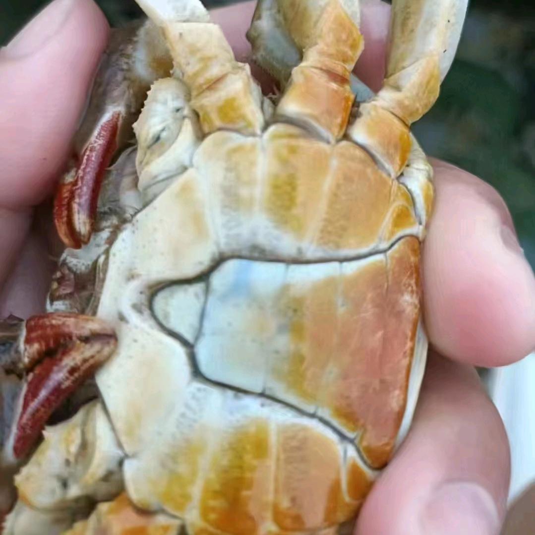 🦀🦀🦀蟹哆哆水产商行🦀🦀🦀