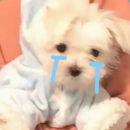 雾恋ˡᵒᵛᵉ