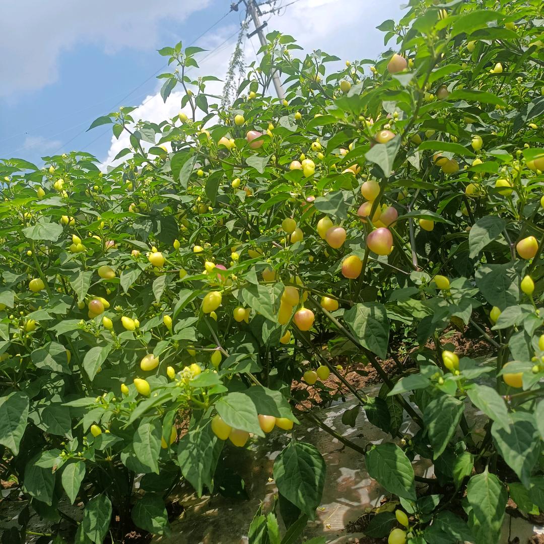 生活不会那么糟
