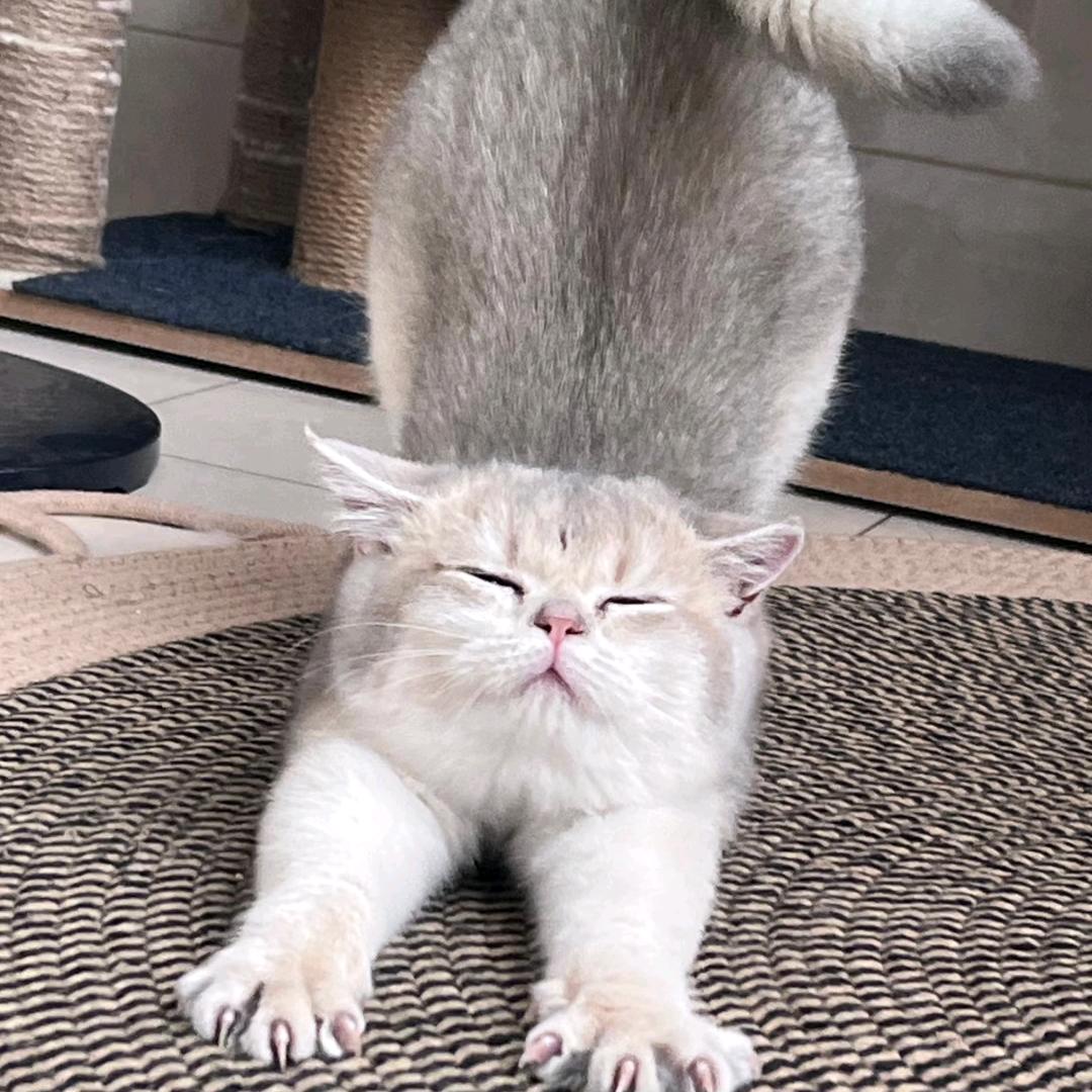 冻姜
