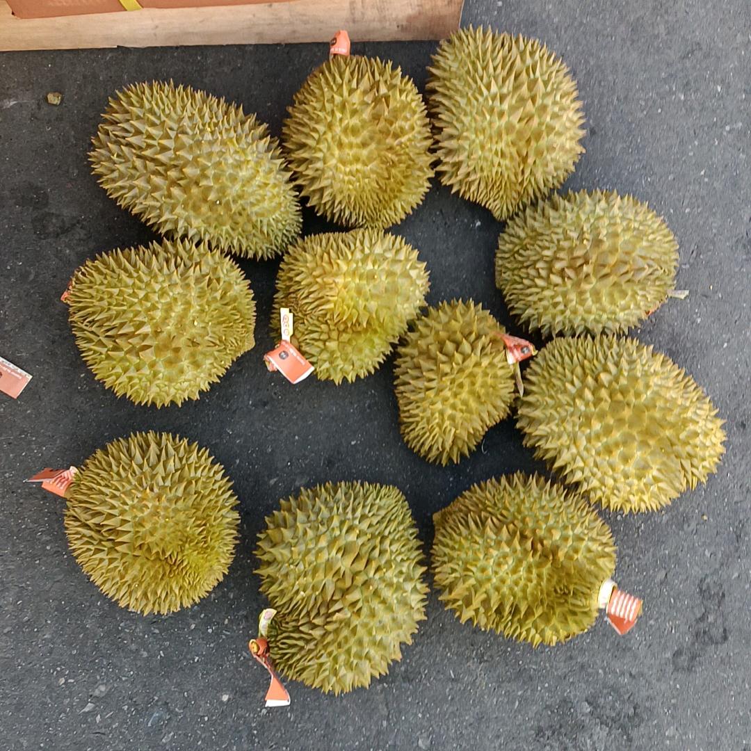 财哥榴莲