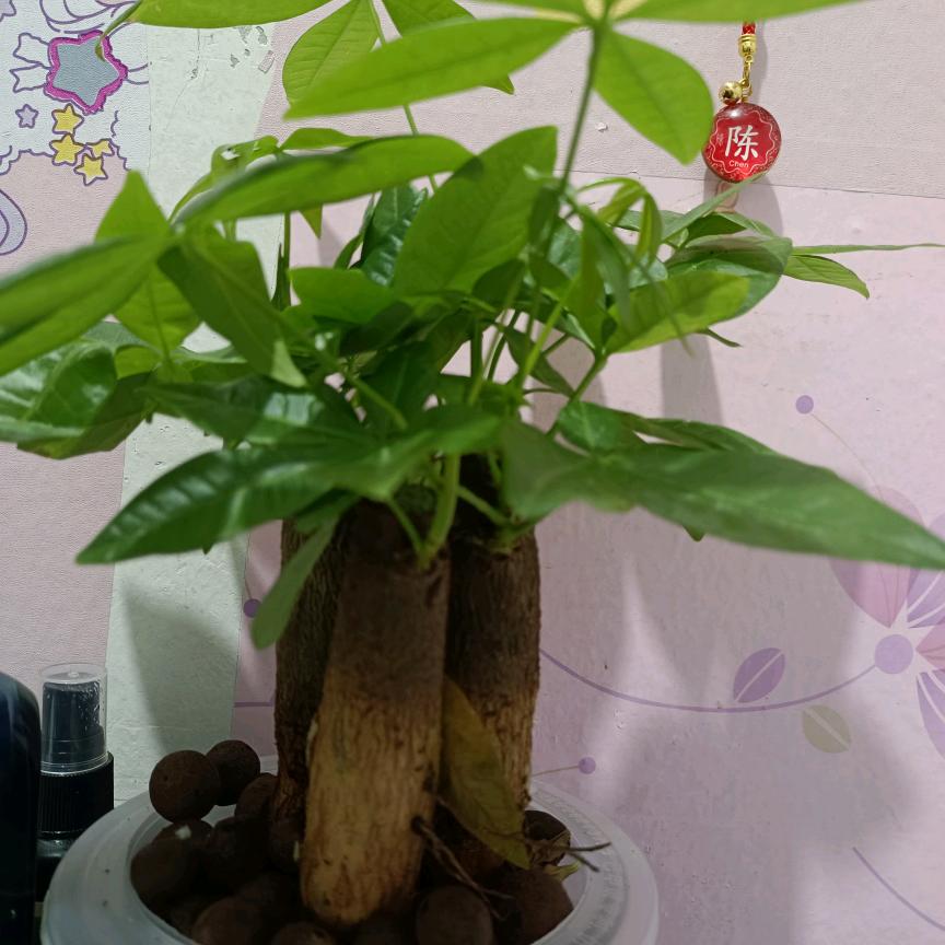 华财有钱有莉