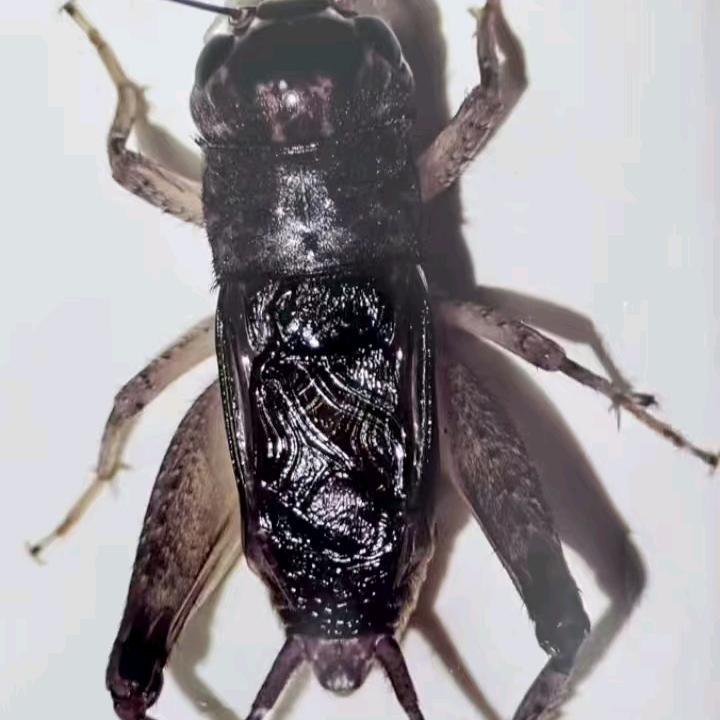 聊城蟋蟀《杨》