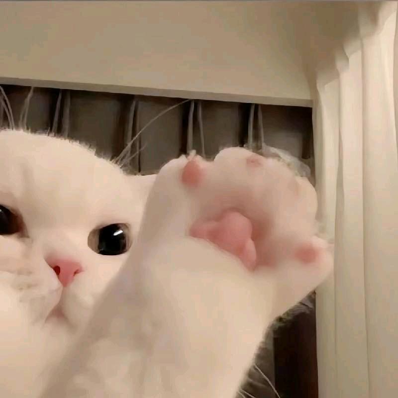 小呲花
