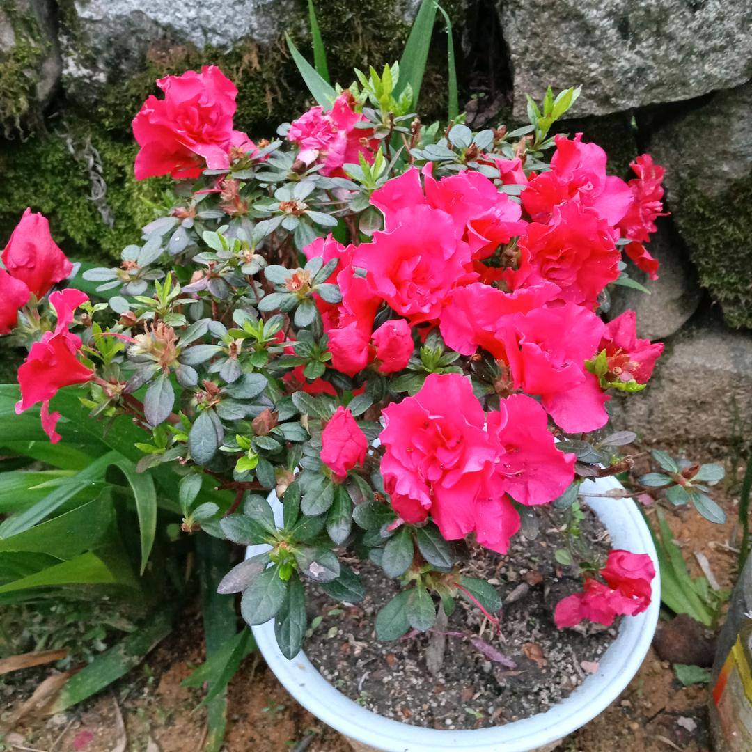 秋