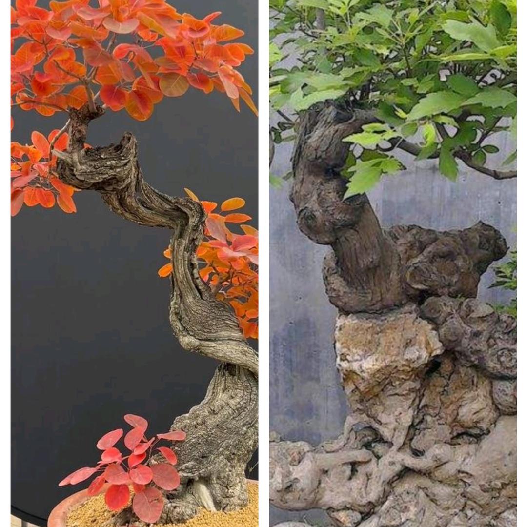 富鑫盆景