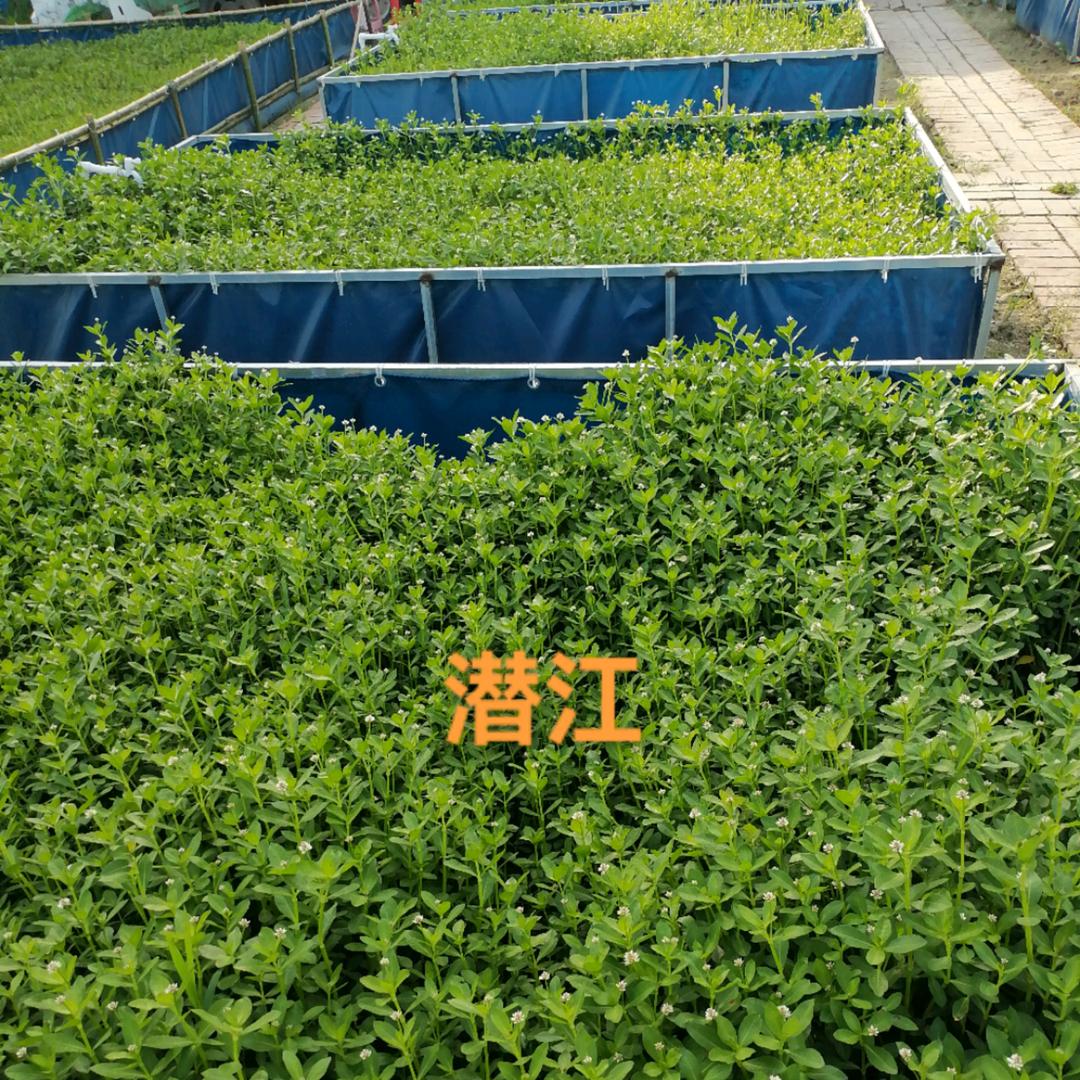 黄鳝养殖师傅