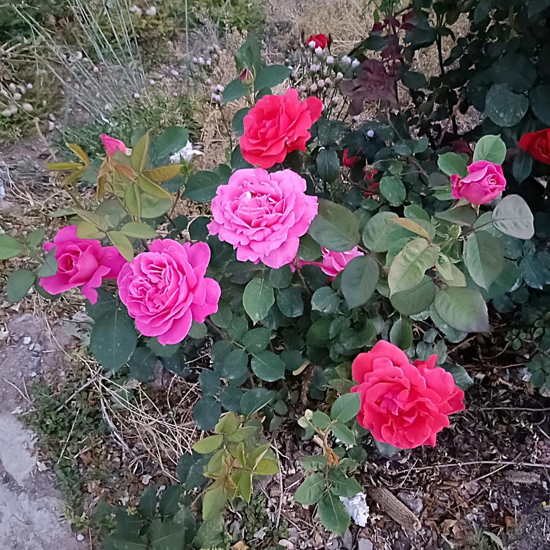 不离不弃