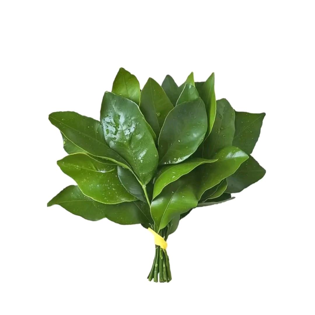 昏睡小懒阳