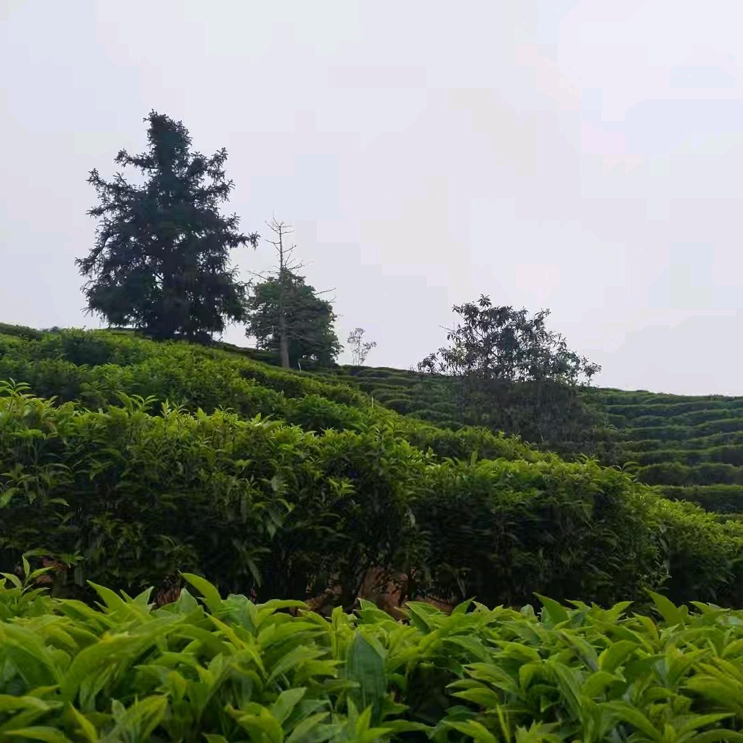 喂苏苏