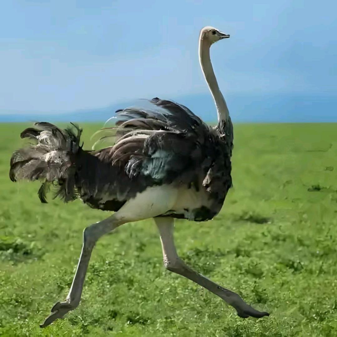宏力鸵鸟农业养殖