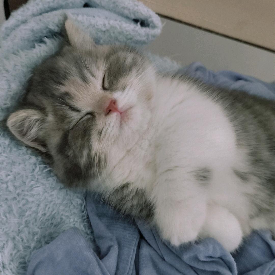 🐾团团