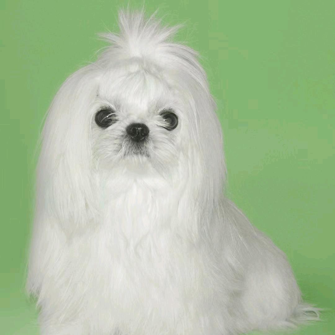 马尔济斯🐶