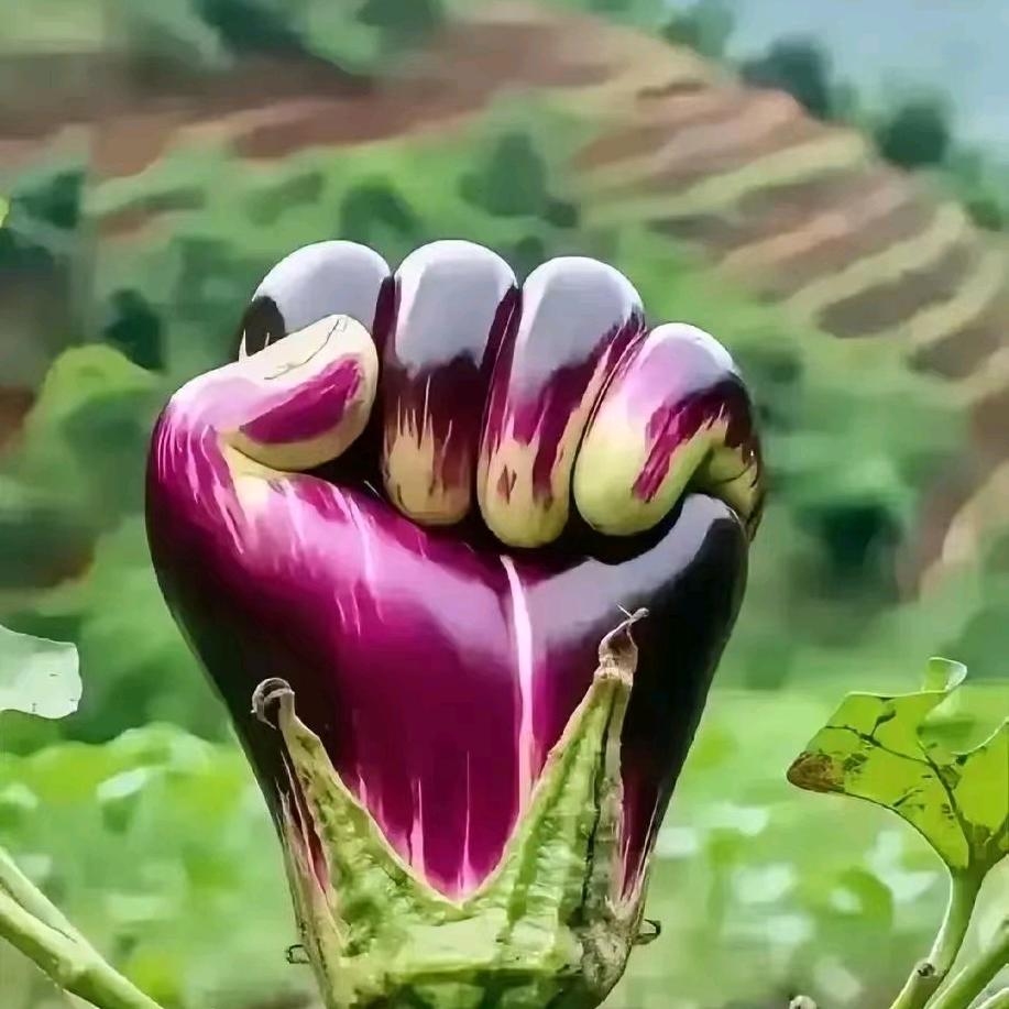 梦兮.花己落
