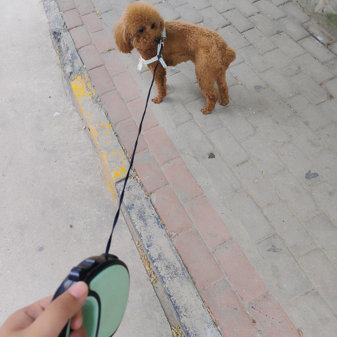 丿残月葬花魂