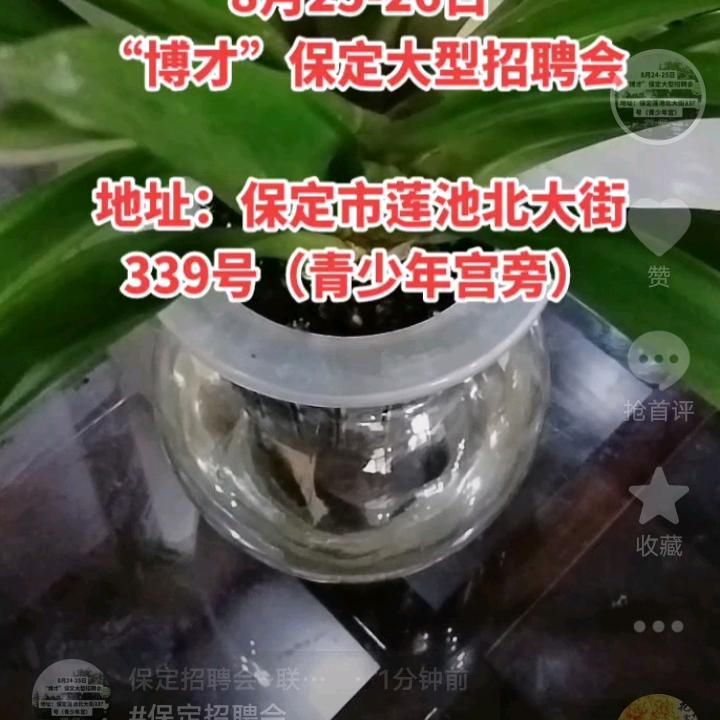 保定博才招聘网