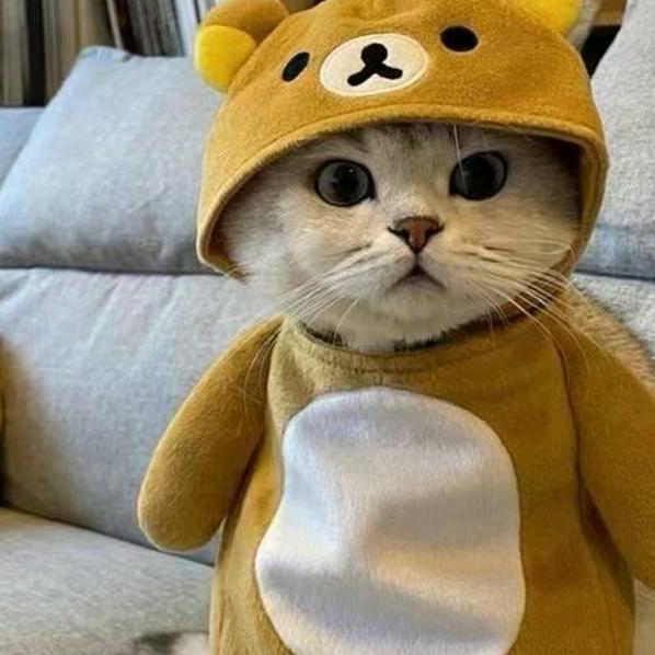 喵喵🐱