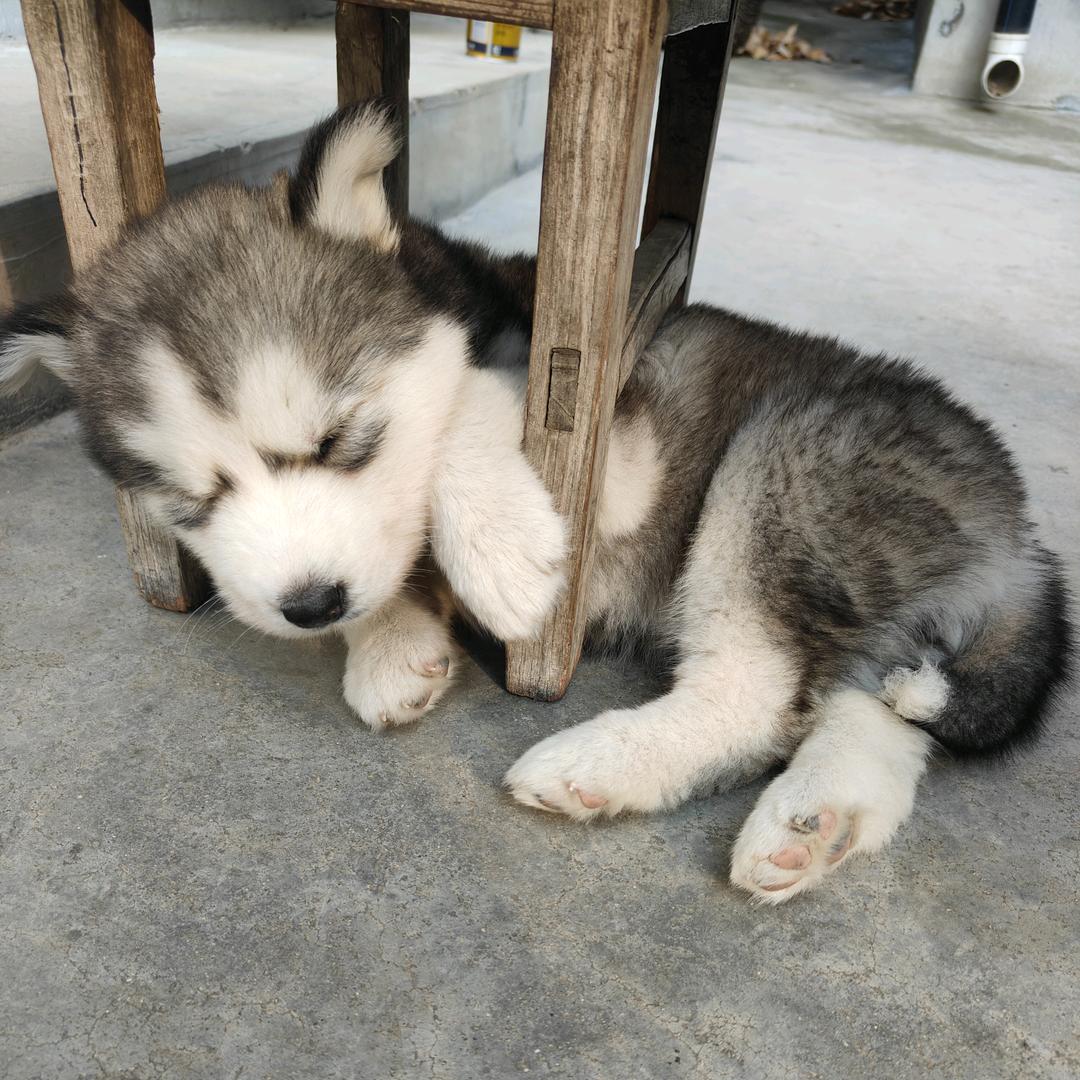 傻狗旺仔