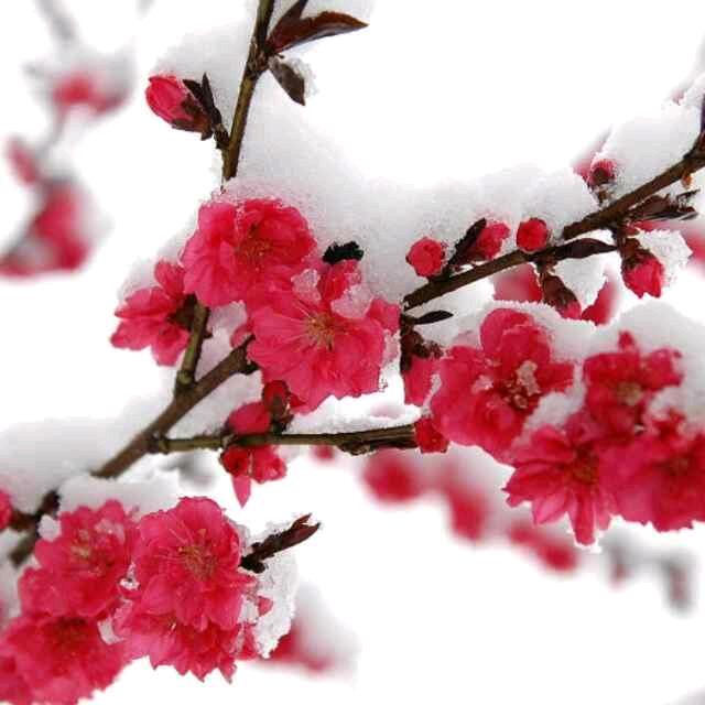 飞雪迎春