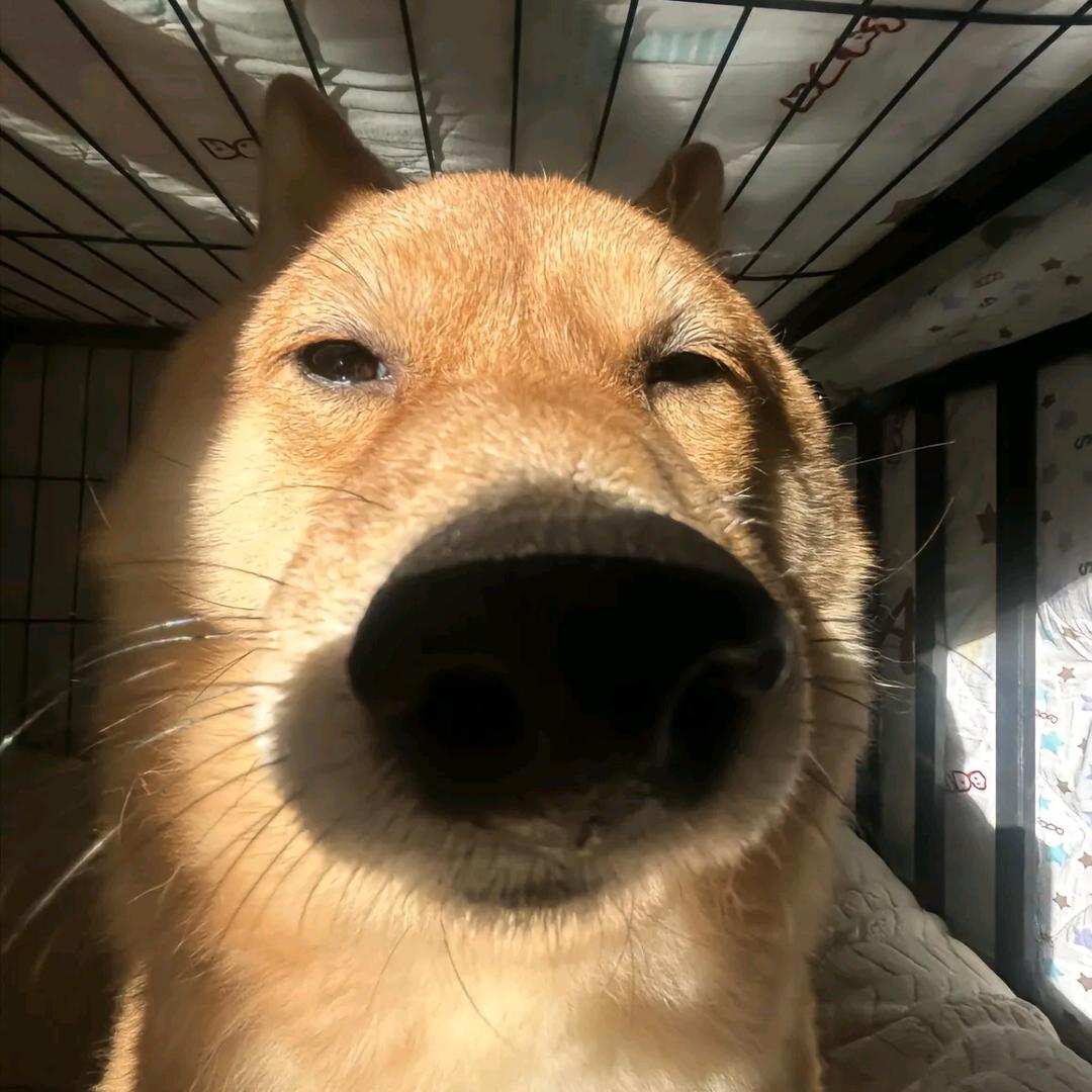 呜呜呜