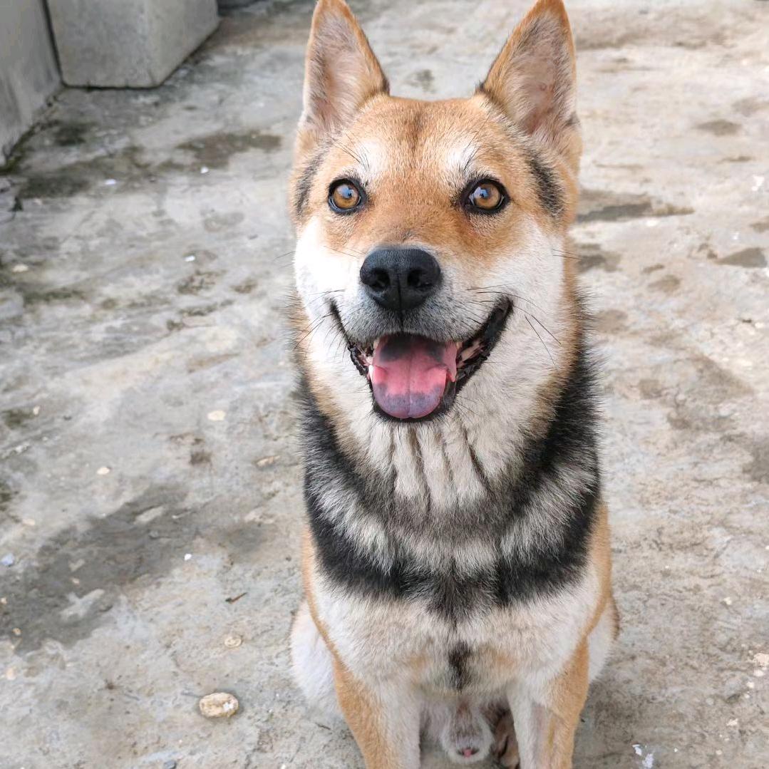 二郎神的犬