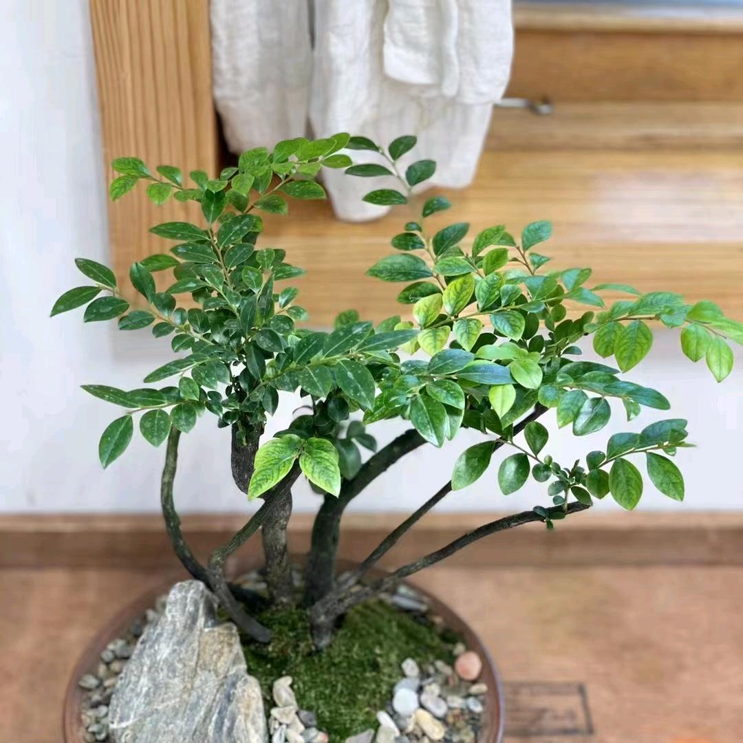 ๑ 倔强的草๑