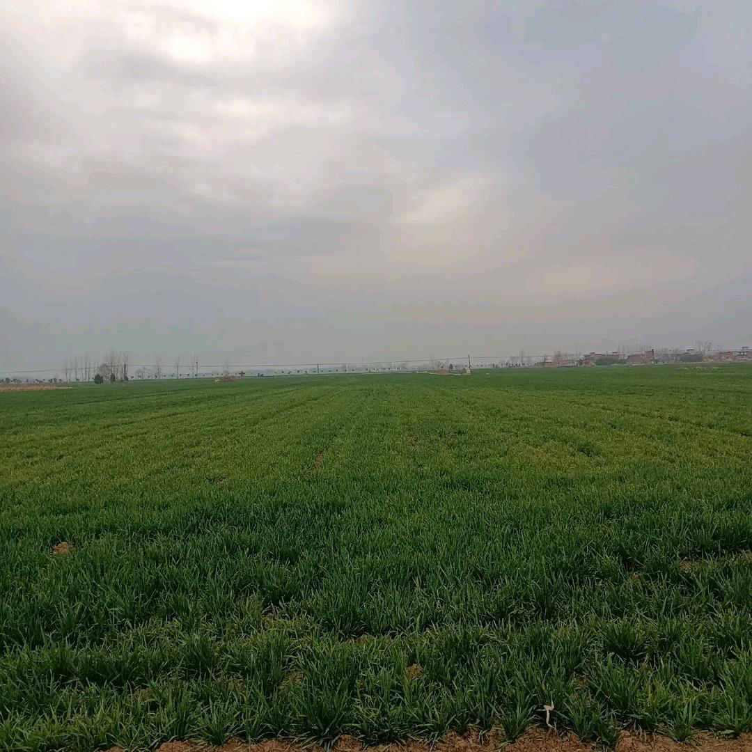 小杨说农