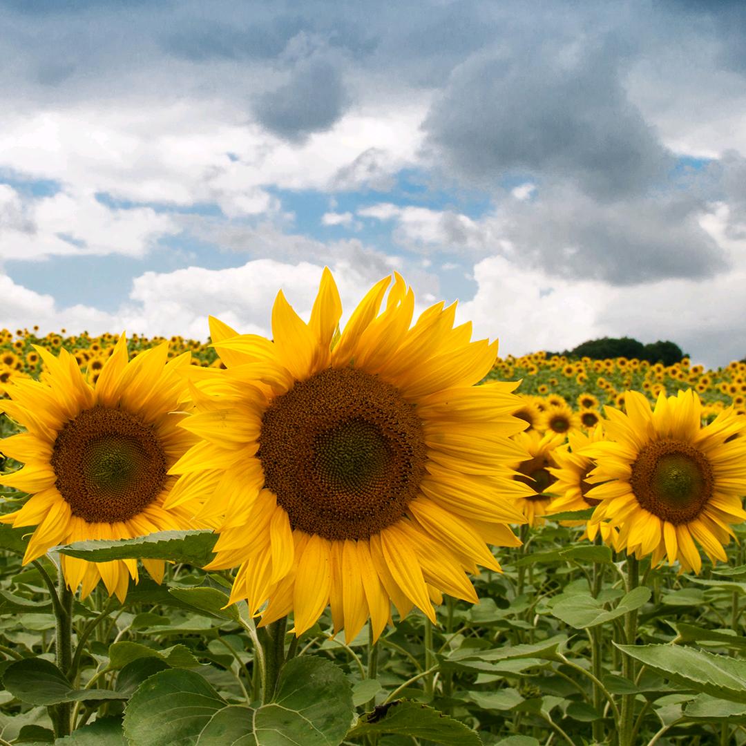 向日葵🌻