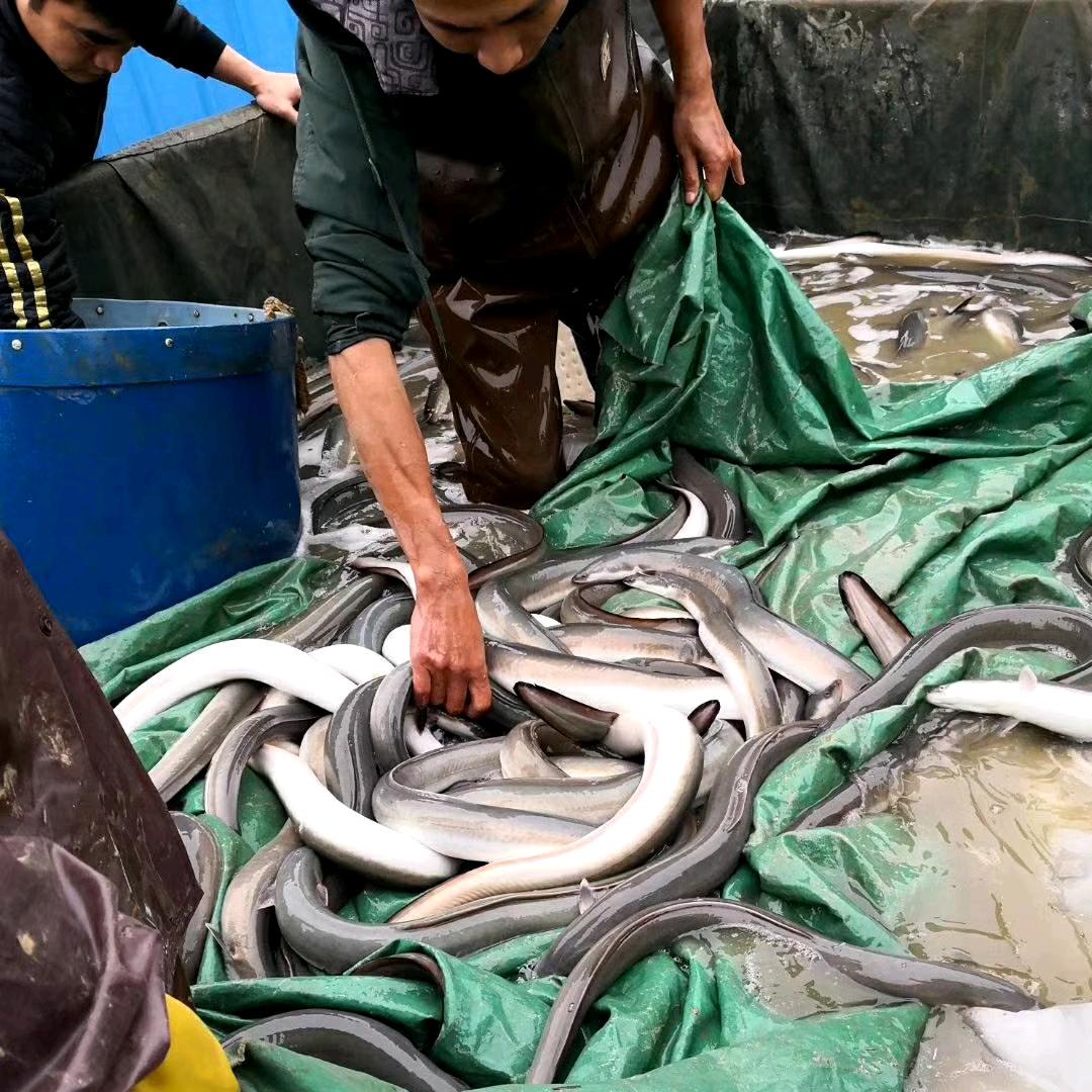 广州鱼丰水产鳗鱼培育基地