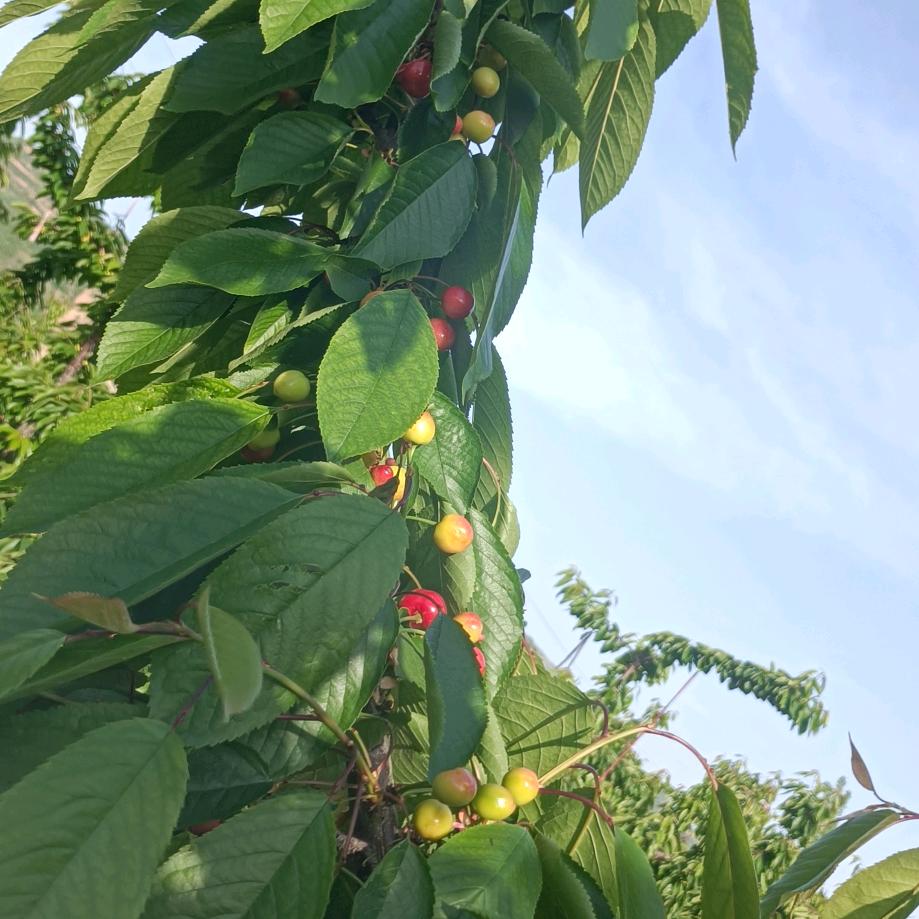 今天，明天