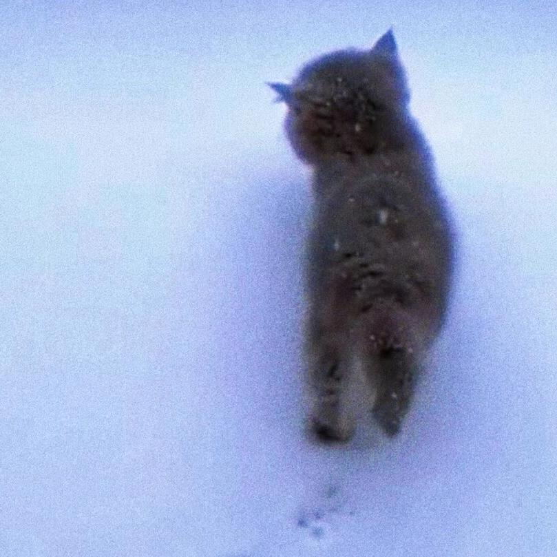 雪落下的声音。。