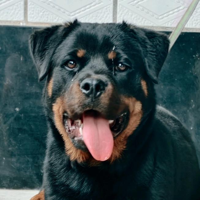 冀F～磊弟罗威纳犬《买🐶私》