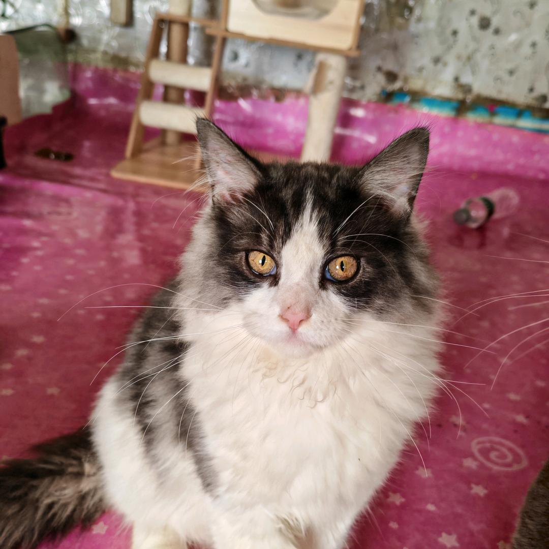 猫咪生活