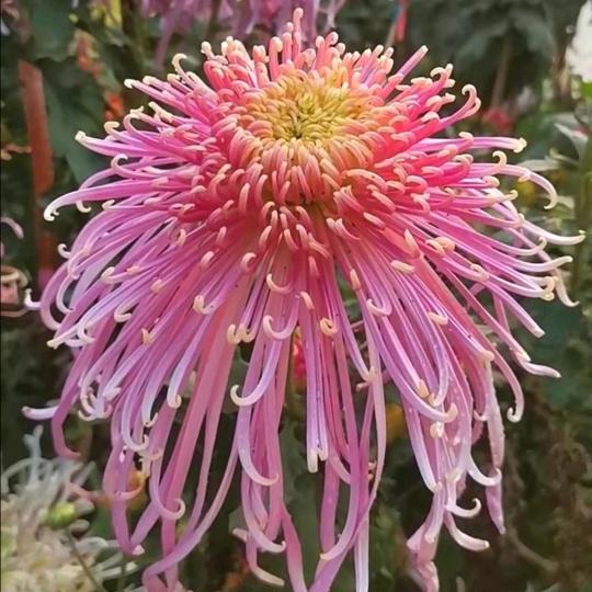 唯心花卉