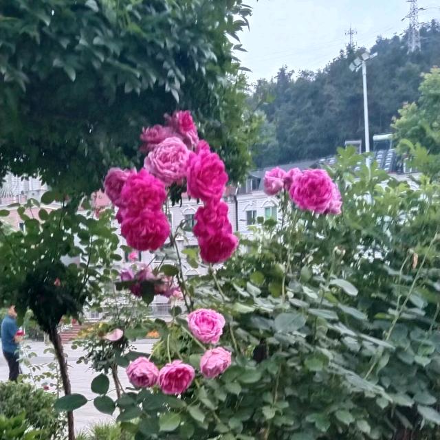 雪中梅