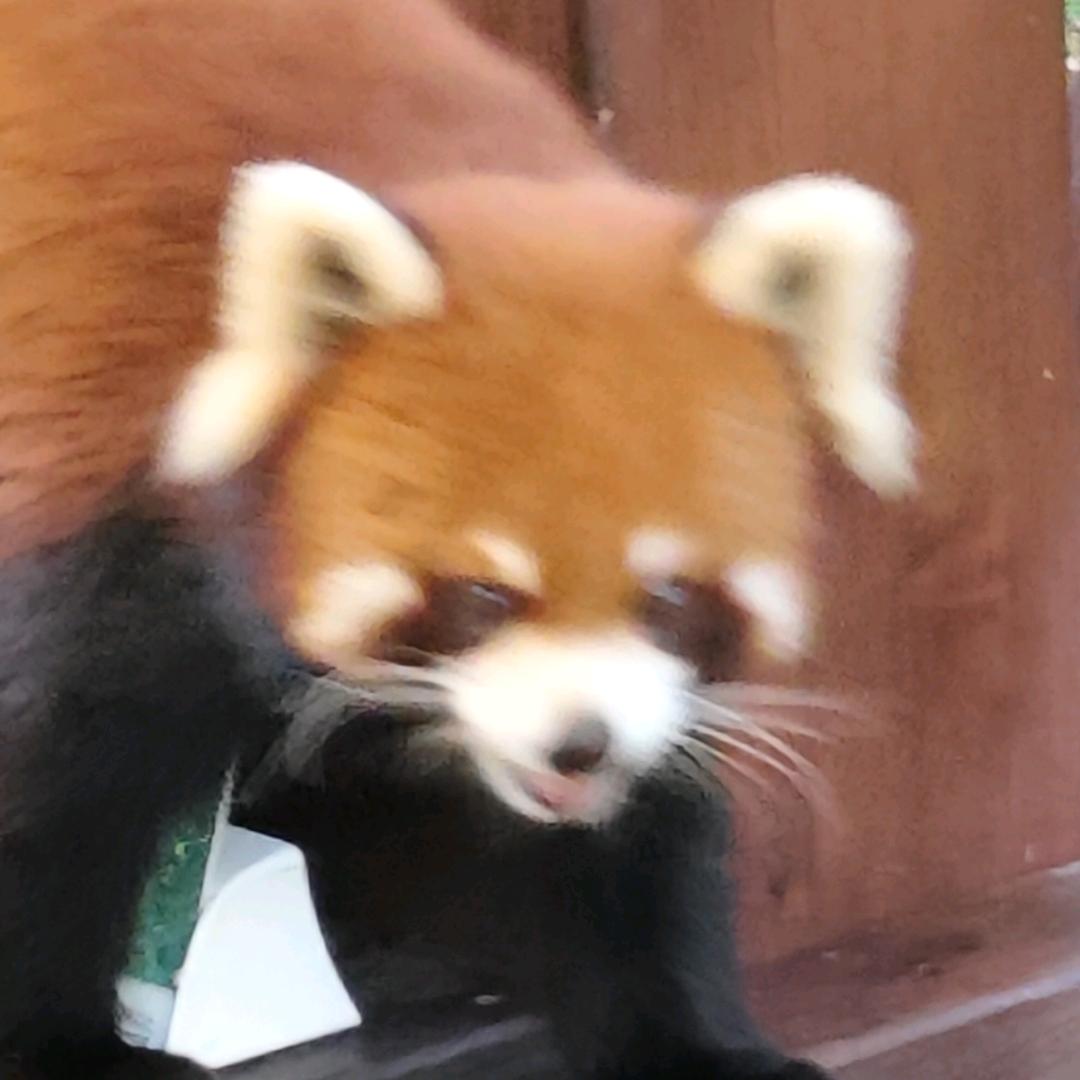小丑头