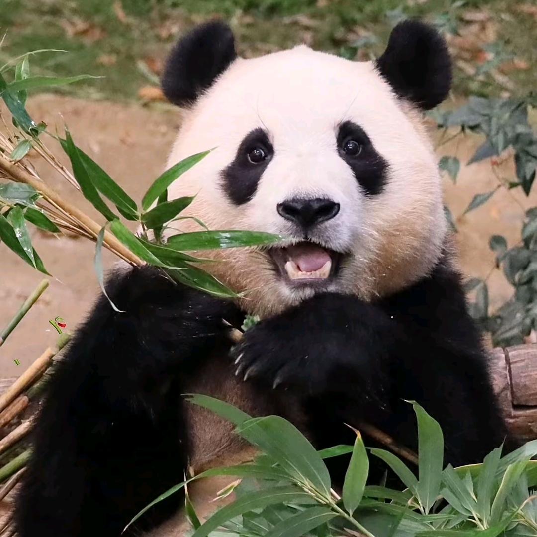 ，，庄。。