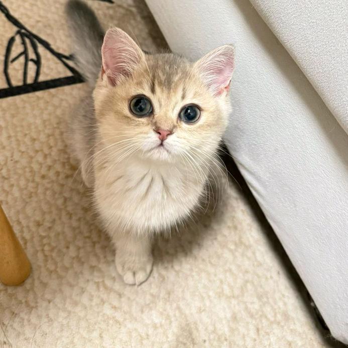 小鼻嘎🐱