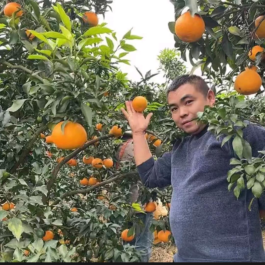 老农民(户外)