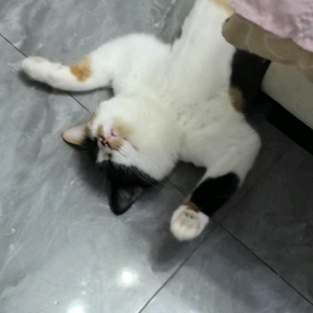 猫猫日记